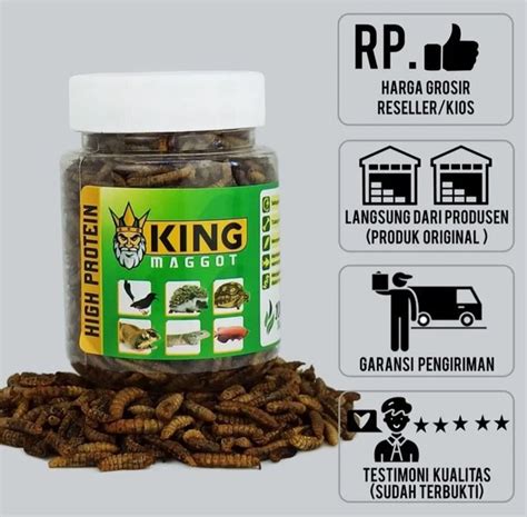 Jual King Maggot High Protein Ulat Kering Pakan Burung Ikan Kura Magot