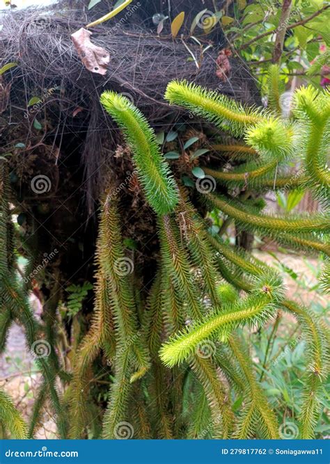 Fern Monkey Tail that Grows in the Park Area Stock Photo - Image of plant, botany: 279817762