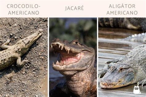 Diferença Entre Jacaré E Crocodilo E Alligator - Diferença entre crocodilo, jacaré e aligátor - guia com fotos