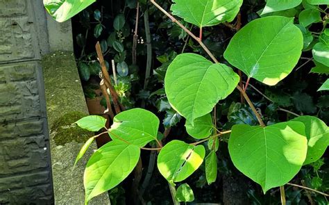 How To Identify Japanese Knotweed In Your Garden A Complete Guide