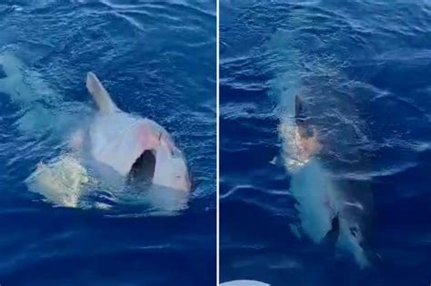 Chloe Madeley Flaunts Killer Body In Teeny Tiny Bikini Daily Star