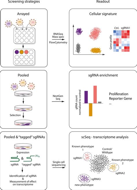 CRISPR Cas Screening Possibilities Three Strategies Have Been