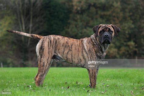 Boerboel Mastiff Dog Breed From South Africa News Photo Getty Images