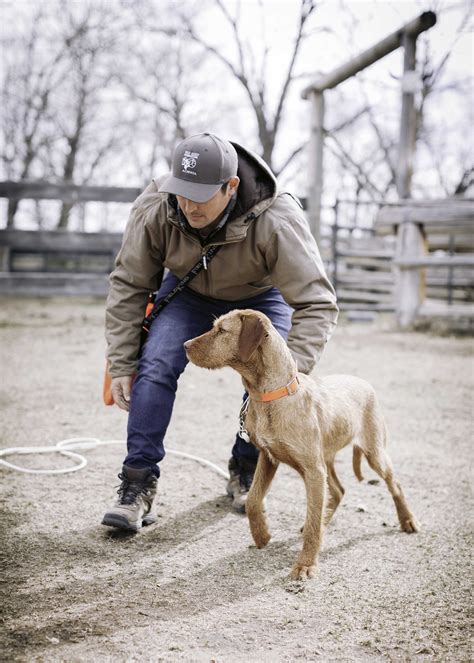 Dog Training — North Country Sporting Dogs