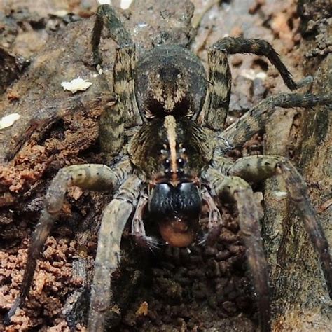 Large Spider Tigrosa Georgicola Bugguidenet