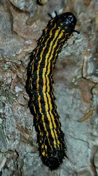 Orange-tipped oakworm moth [CATERPILLAR] ( Anisota senatoria ...