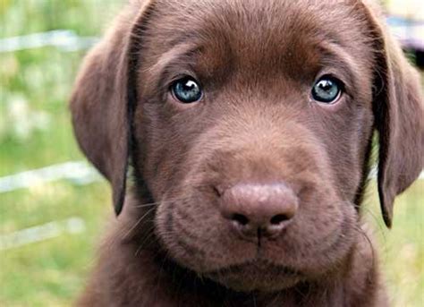 Blue Eyed Chocolate Lab Aww