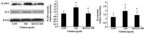 Visfatin Induces The Apoptosis Of Endothelial Progenitor Cells Via The