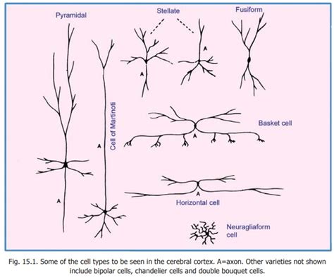 Neurons In The Cerebral Cortex