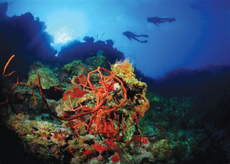 The Best Dive Sites in Grand Cayman • Scuba Diver Life