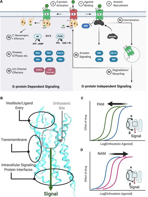 G Protein Coupled Receptor Binding Site