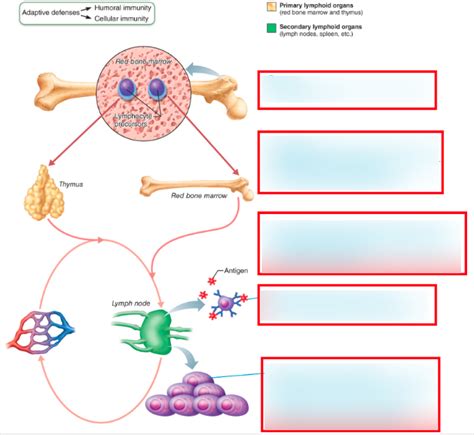 Lymphocyte Development Maturation And Activation Diagram Quizlet