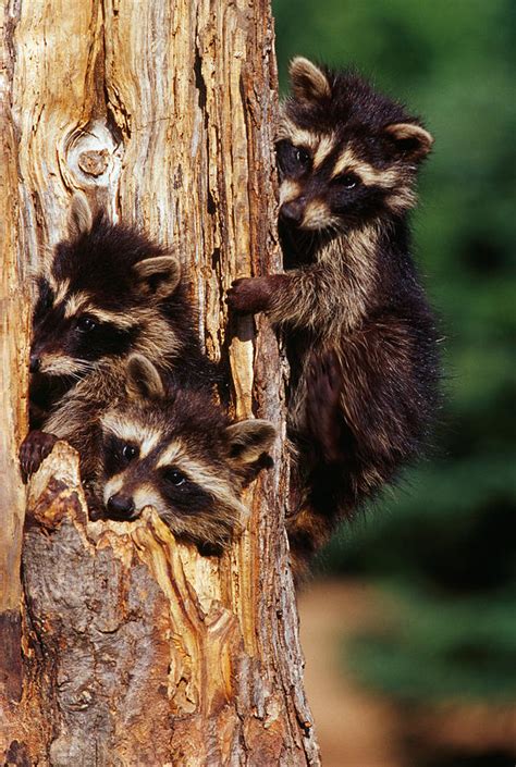 Three Young Raccoons In Hollow Tree Photograph By Panoramic Images