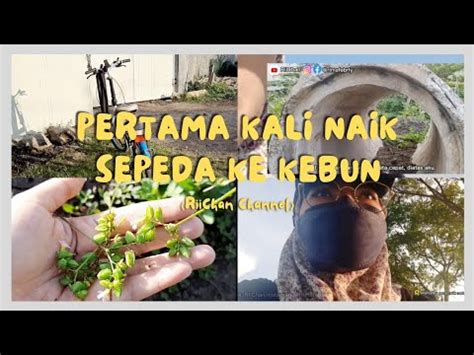 SENDIRIAN EXPLORE KEBUN TIMUR GAGAL CARI BUAH LIAR VIBES DI KEBUN