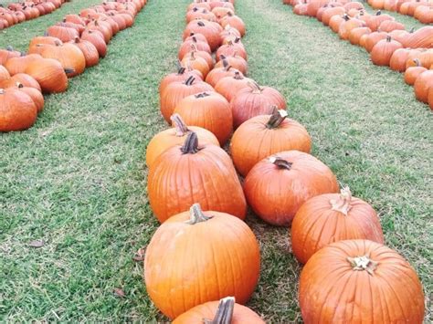 Pumpkin Patch Houston Dates Gerty Juliann