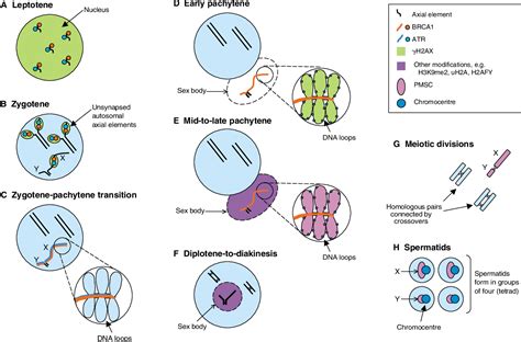 Figure From Sex Chromosome Inactivation Semantic Scholar