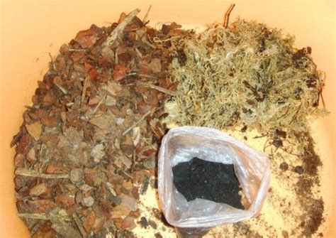 Кора для орхидей своими руками: как подготовить кору сосны самостоятельно