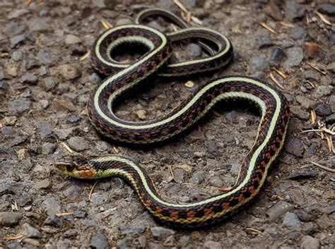 Common Garter Snake Facts And Pictures