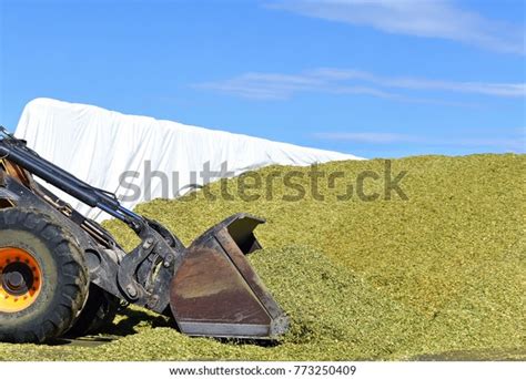 Ramming Corn Silage Silo Trench On Stock Photo 773250409 Shutterstock