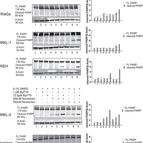 Combinatorial Apoptotic Effect Of Alpelisib And Navitoclax On The MCC