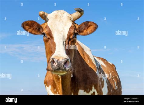 Cow Cows Cattle Livestock Hi Res Stock Photography And Images Alamy