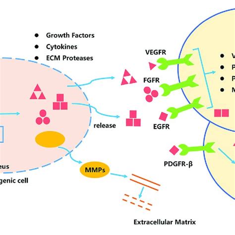 The Biological Source And Function Of Ncrnas Download Scientific Diagram