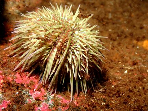 Green Sea Urchin Psammechinus Miliaris PC090714 Pfuetzi Flickr