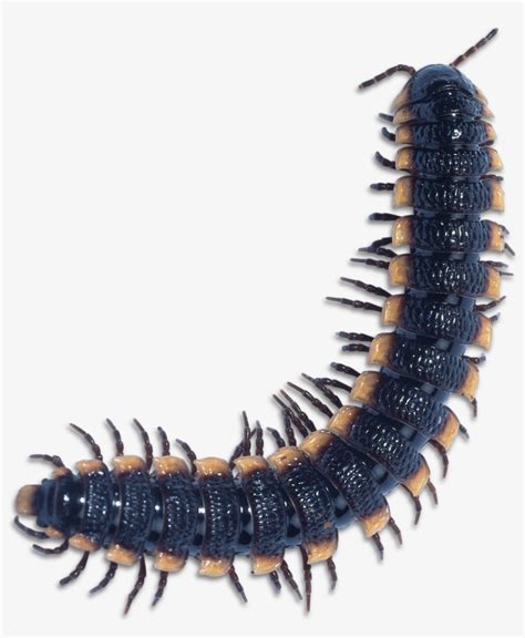 Download  Freeuse Caterpillar Clipart Centipede Millipede Png