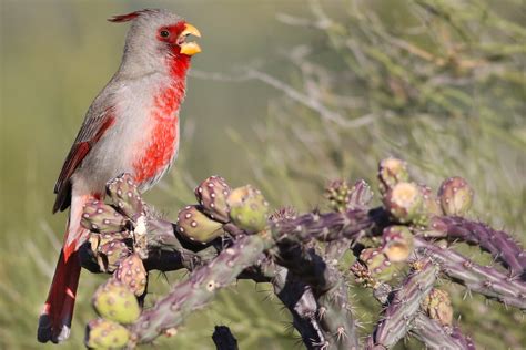 Pyrrhuloxia American Bird Conservancy