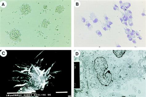 Cd4⁺cd11c⁻cd3⁻ Plasmacytoid Cells Acquire The Morphology Of Mature