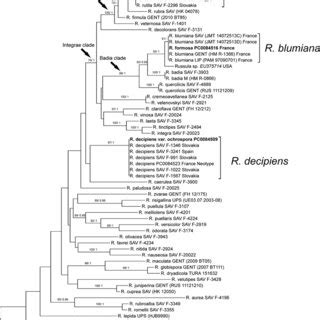 Maximum Likelihood Phylogeny Inferred From Three Loci Its Mtssu And