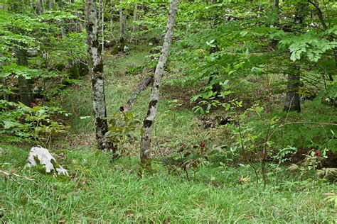 Albiflora Be Daurica Ssp Velebitensis Albiflora Is A Division Of