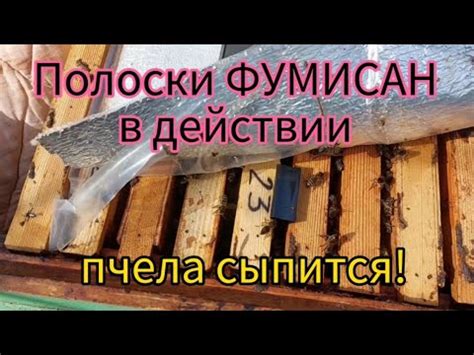 Полоски фумисан в действии, пчела сыпится! - YouTube