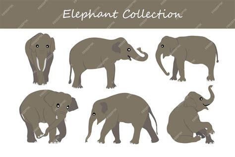 Premium Vector Elephants Set Different Poses Coat Colors Vector Illustration