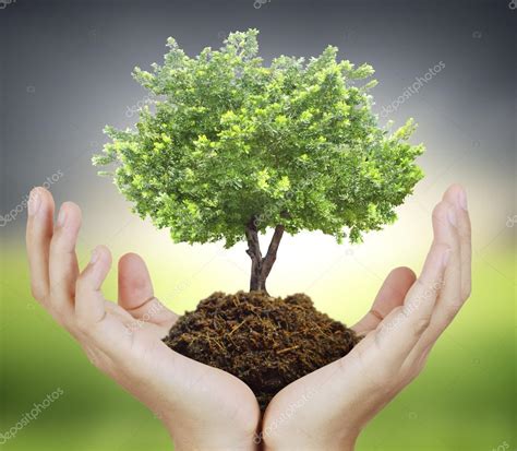 Human Hands Holding Tree Stock Photo Violetkaipa