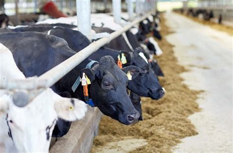 How To Start Dairy Farming In Odisha Business Plan Breeds Setup Cost Profit And Requirements