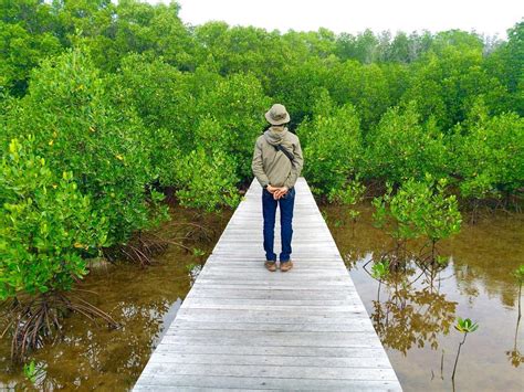 Rekomendasi Wisata Mangrove Indonesia Terbaik