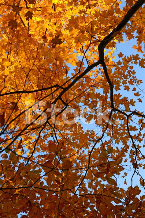 Colorful Autumn Trees Stock Photo | Royalty-Free | FreeImages