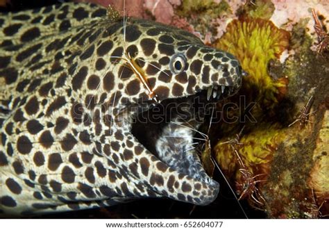 Honeycomb Moray Eel Gymnothorax Favagineus Being Stock Photo