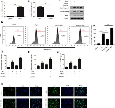 SNHG1 Maintains Chondrocyte Survival Under Oxidative Stress A C28 I2