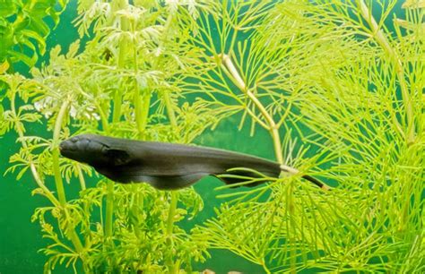 Black Ghost Knifefish: Care, Breeding & Electrolocation - Fishtank Expert