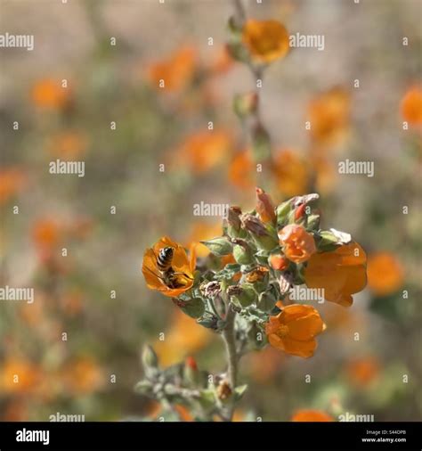 Bee Gathering Pollen Bright Orange Globe Mallow Flowers Wildflowers