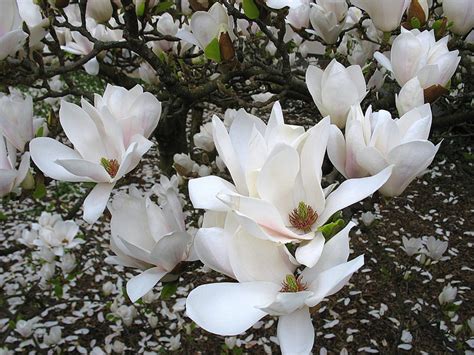 Валерий Афанасьев: Магнолия (Magnolia)