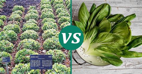 Bok Choy Vs Endive Nutrition Guide