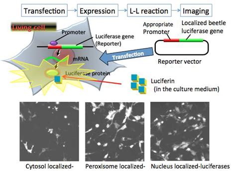 Detection Of In Vivo Bioluminescence Download Scientific Diagram