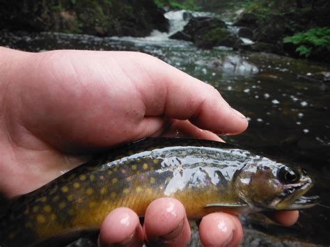 Beautiful Stream Brooke Trout Trout Fishing Fly Fishing People Fly