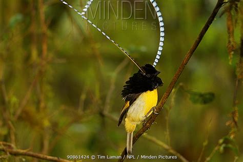 King Of Saxony Bird Of Paradise Stock Photo Minden Pictures