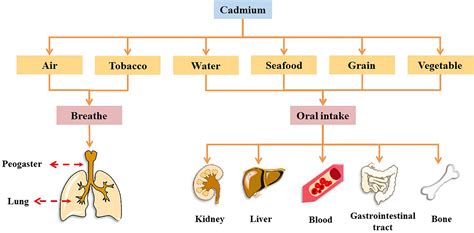 Frontiers Effects Of Cadmium Exposure On The Immune System And