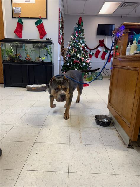 jacksonville animal control 8