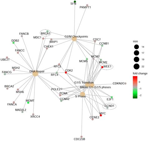 CDK11 Loss Induces Cell Cycle Dysfunction and Death of BRAF and NRAS ... 